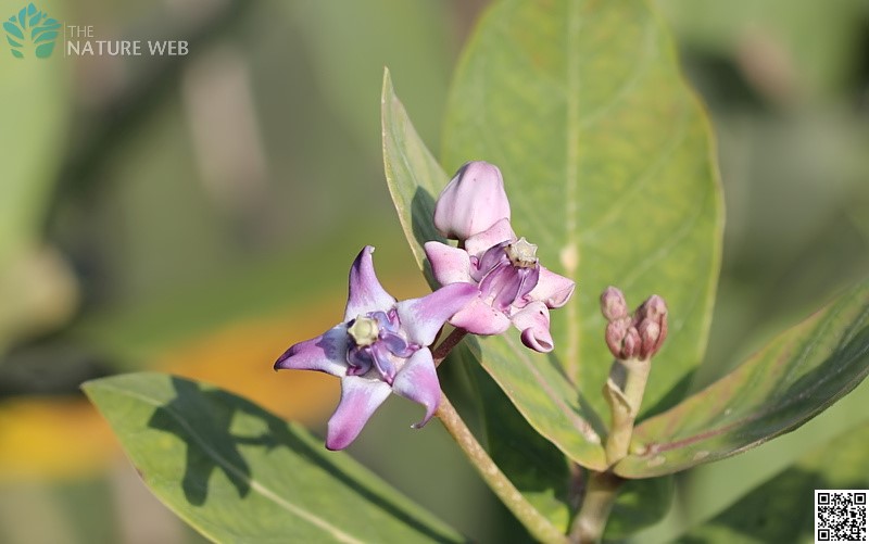 Crown Flower